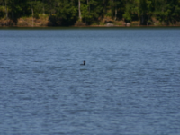 img_4991.jpg
